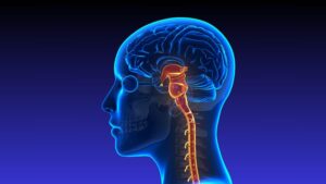 Vagus Nerve & Brain Health